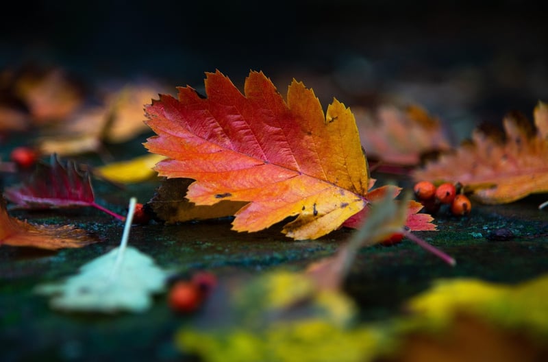 Fall Leaves