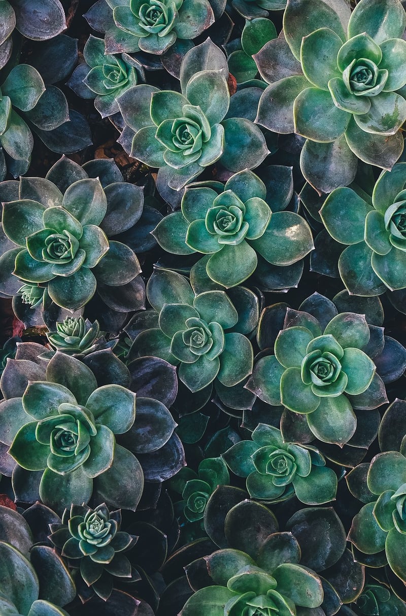 Succulent Frame Display