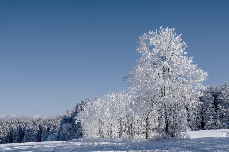 Winter Snow